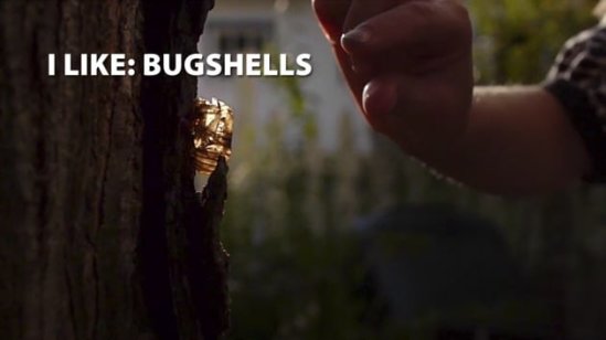 I Like: Bugshells